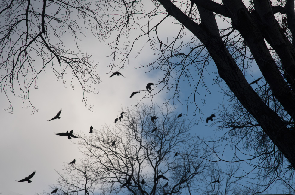 Crows  on the Pike, Crow Funeral