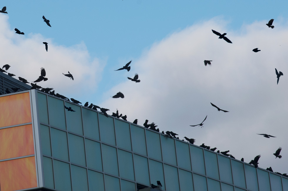 Crows  on the Pike, Crow Funeral
