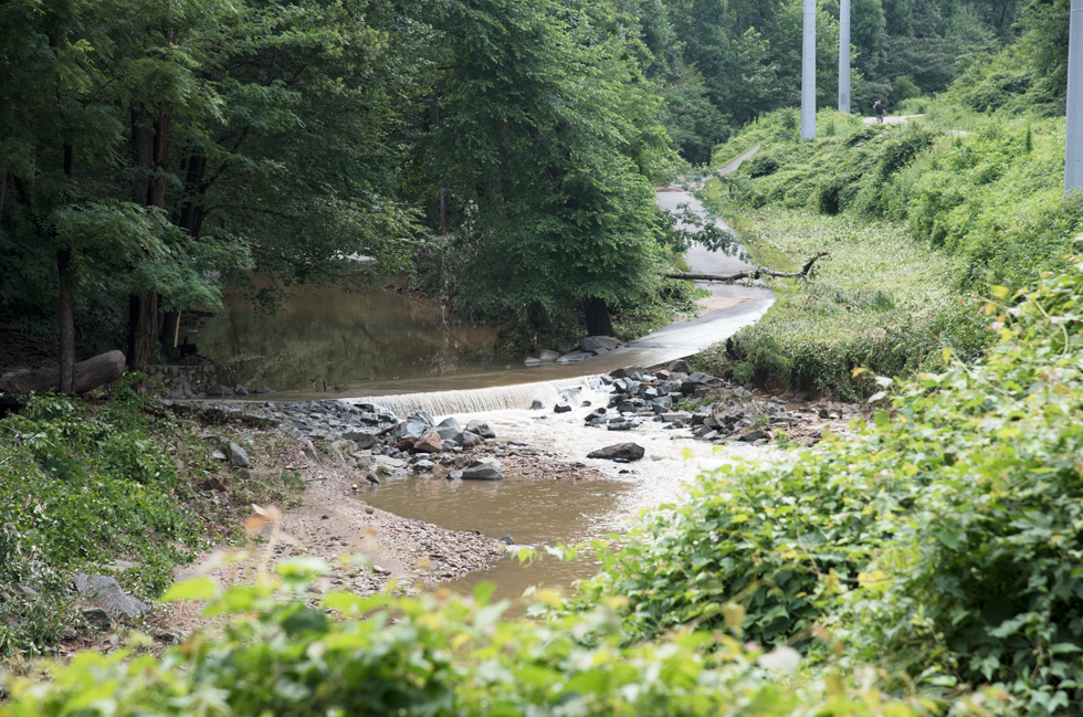 Storm Damage in Glencarlyn Park July 2019 