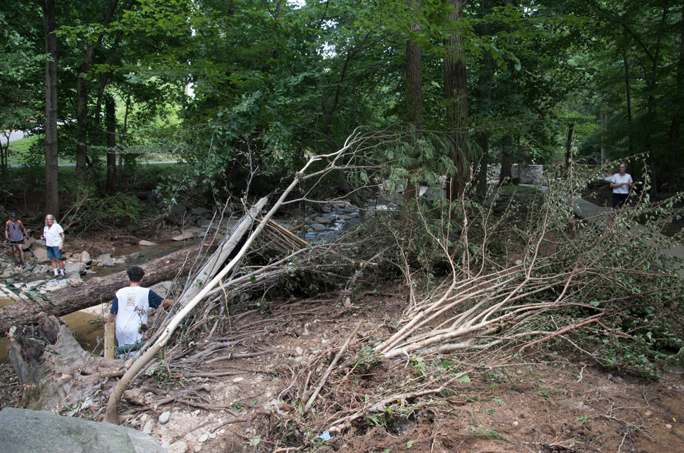 Storm Damage in Glencarlyn Park July 2019 