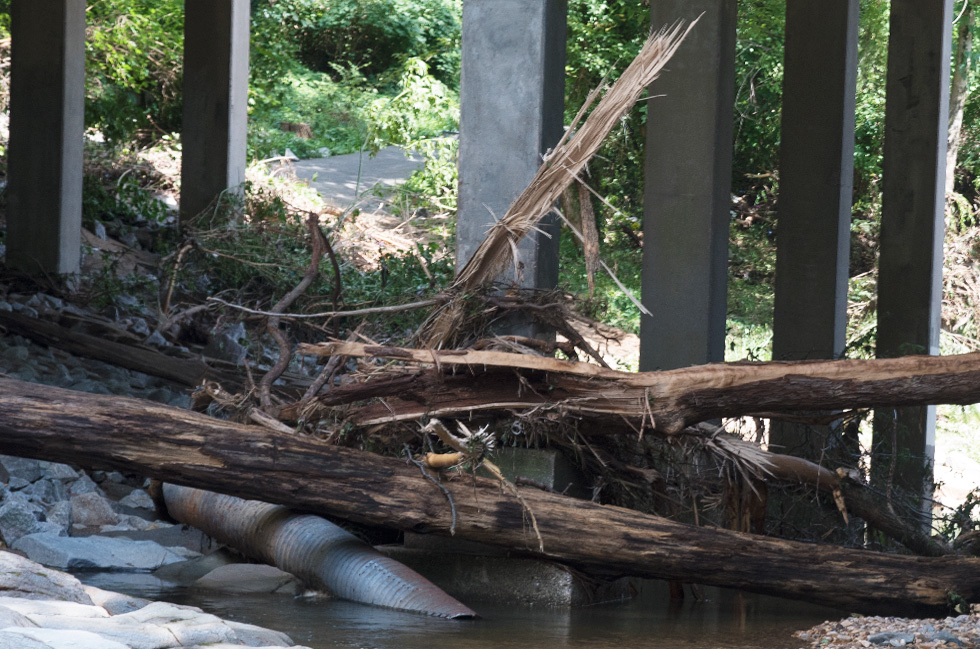 Storm Damage in Glencarlyn Park July 2019 