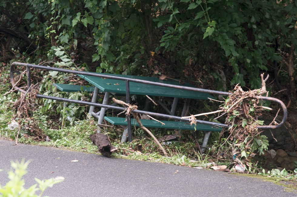 Storm Damage in Glencarlyn Park July 2019 